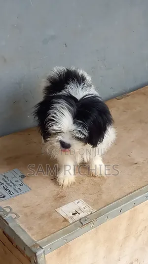 1-3 months Female Purebred Lhasa Apso