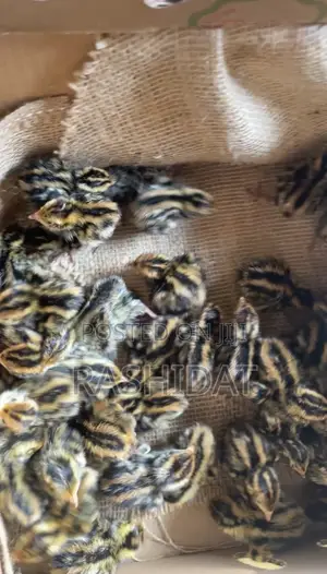 Dayold Quail