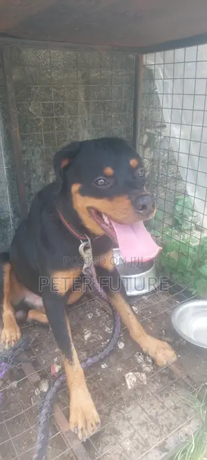 1+ year Male Purebred Rottweiler