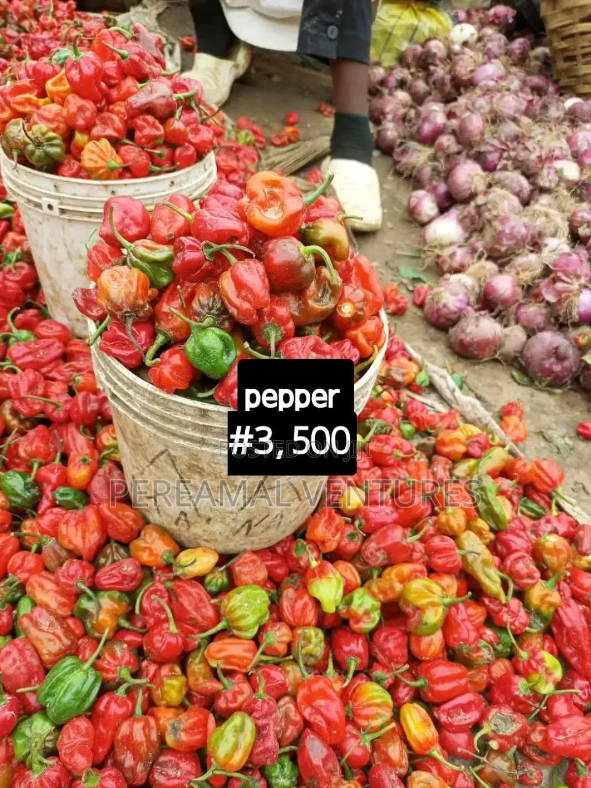 Tomato and Pepper
