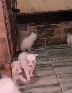 1-3 months Female Purebred Lhasa Apso