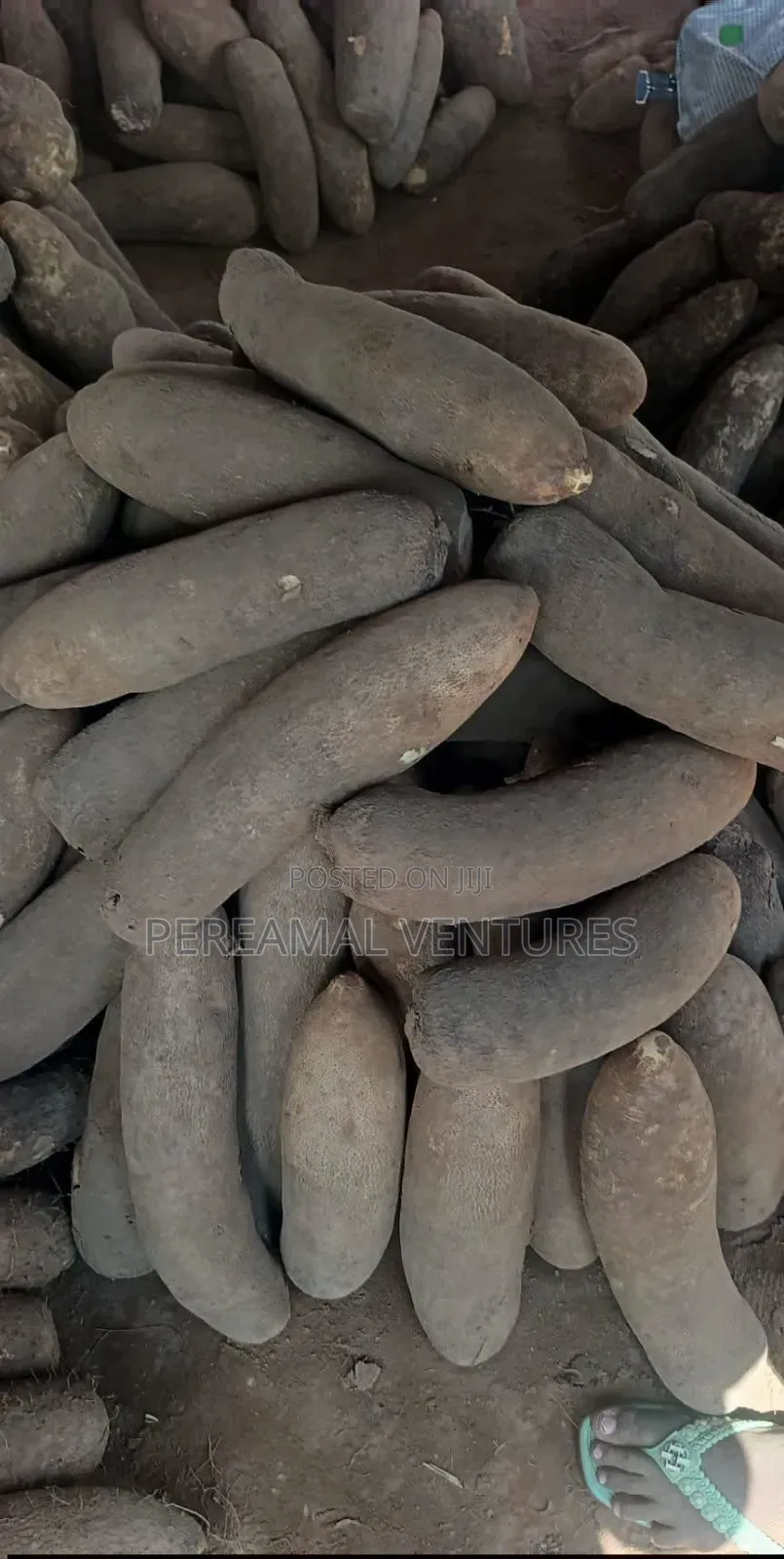 Very Sweet and White Yam