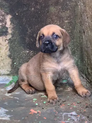 1-3 months Female Purebred Boerboel