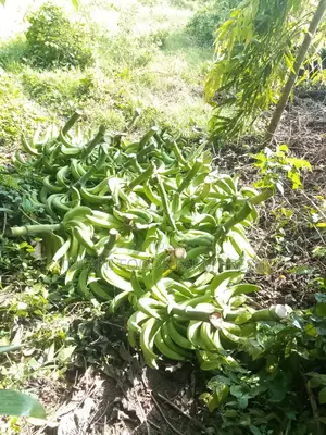 Fresh Unripe Plantain Bunch