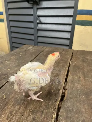 Broiler 3 Weeks Old