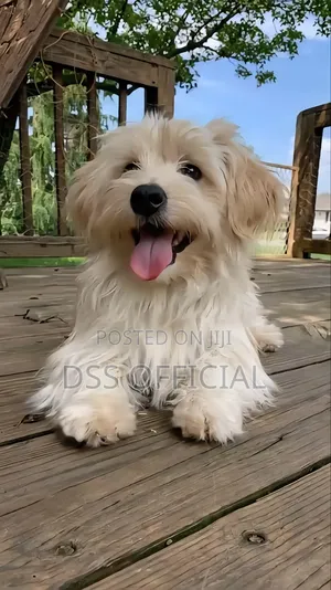 1+ year Male Purebred Lhasa Apso