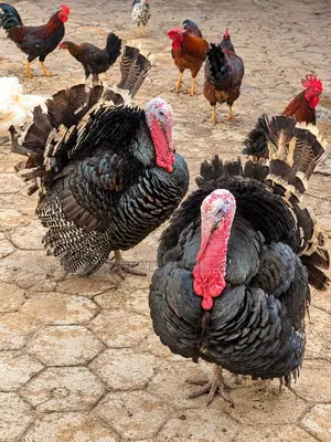 Big, Healthy Live Turkeys for Sale in Ibadan