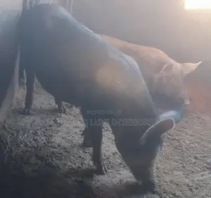 Pregnant Quality Pigs