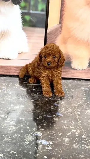 1-3 months Female Purebred Poodle
