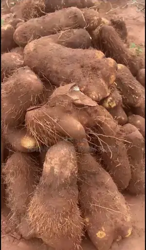 Fresh White Yam
