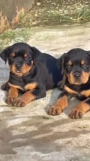 1-3 months Female Purebred Rottweiler