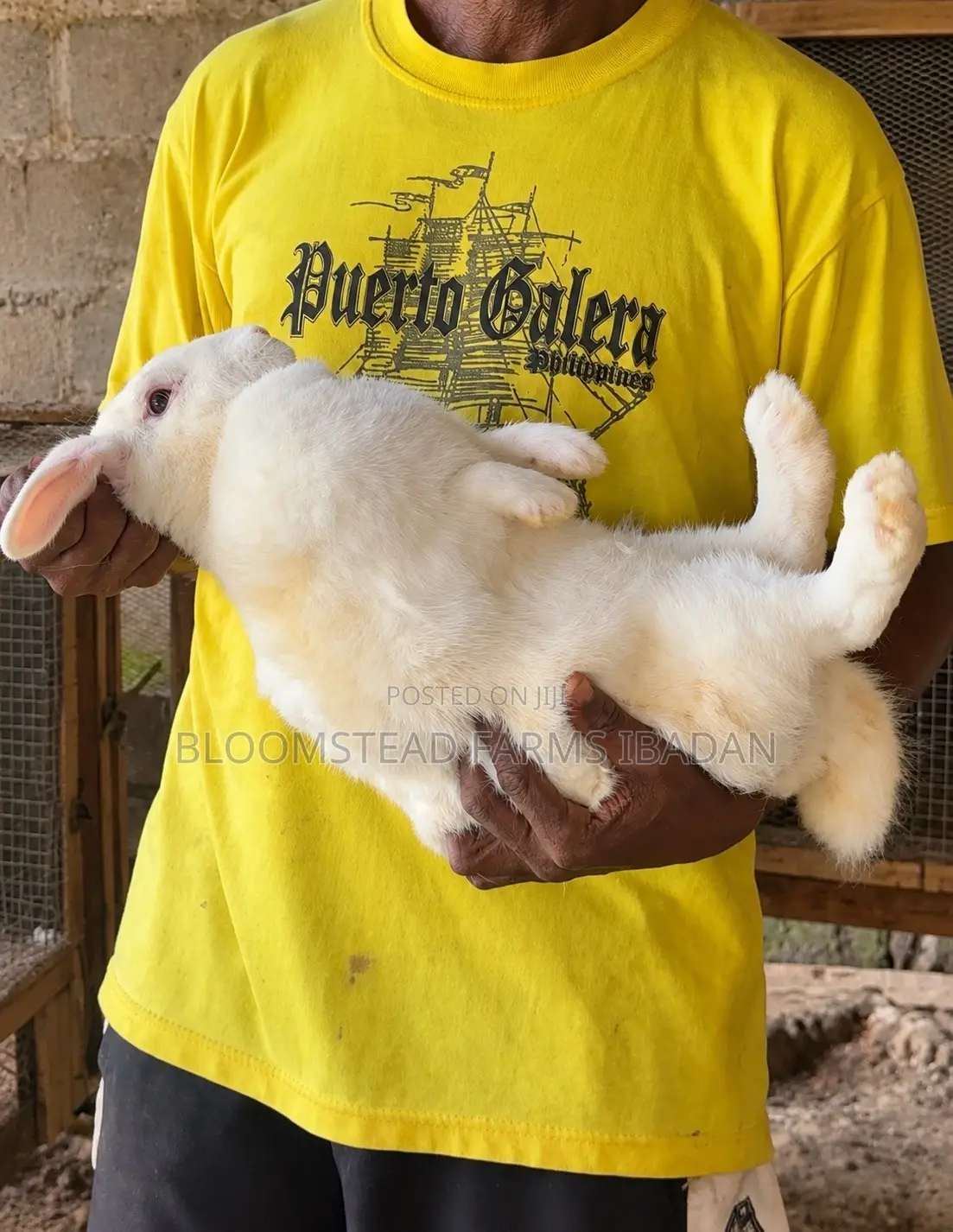 Live Rabbits for Sale in Ibadan