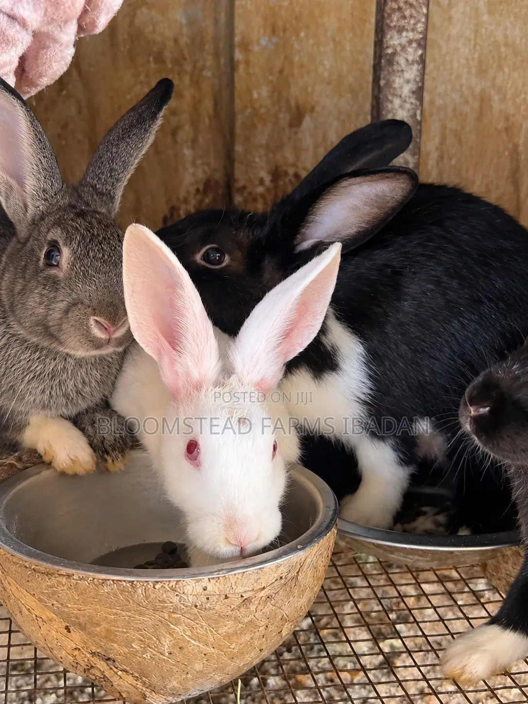 Live Rabbits for Sale in Ibadan