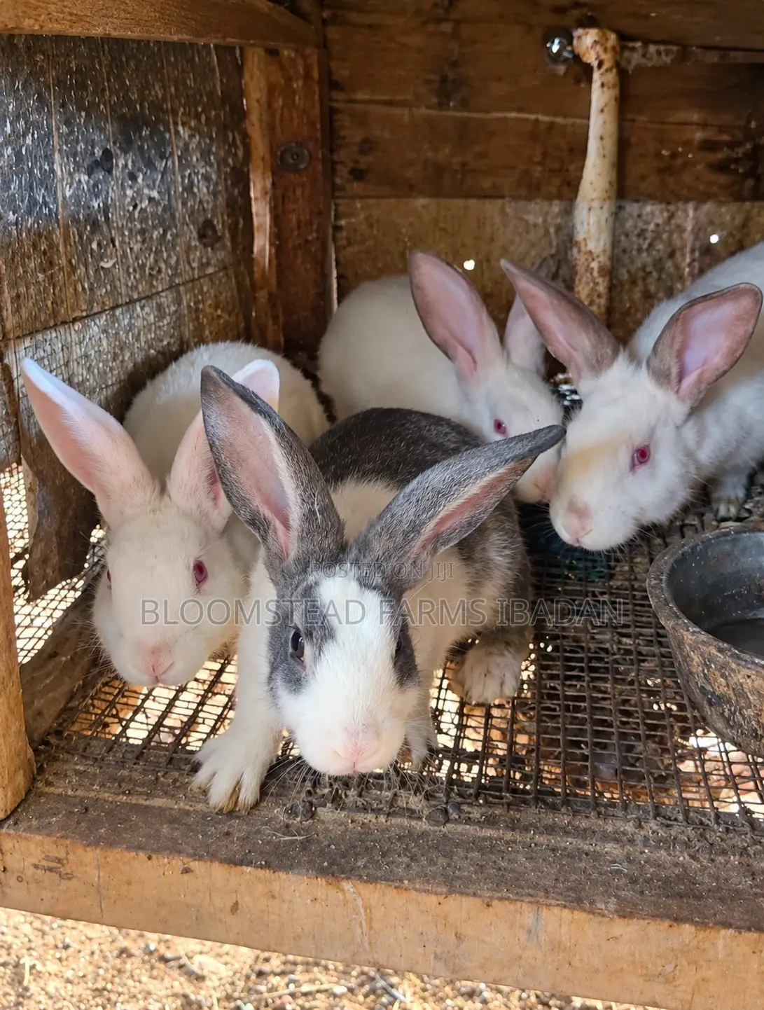 Live Rabbits for Sale in Ibadan