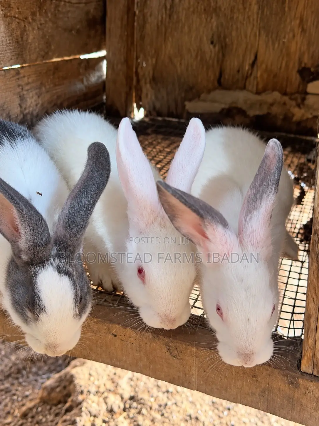 Live Rabbits for Sale in Ibadan
