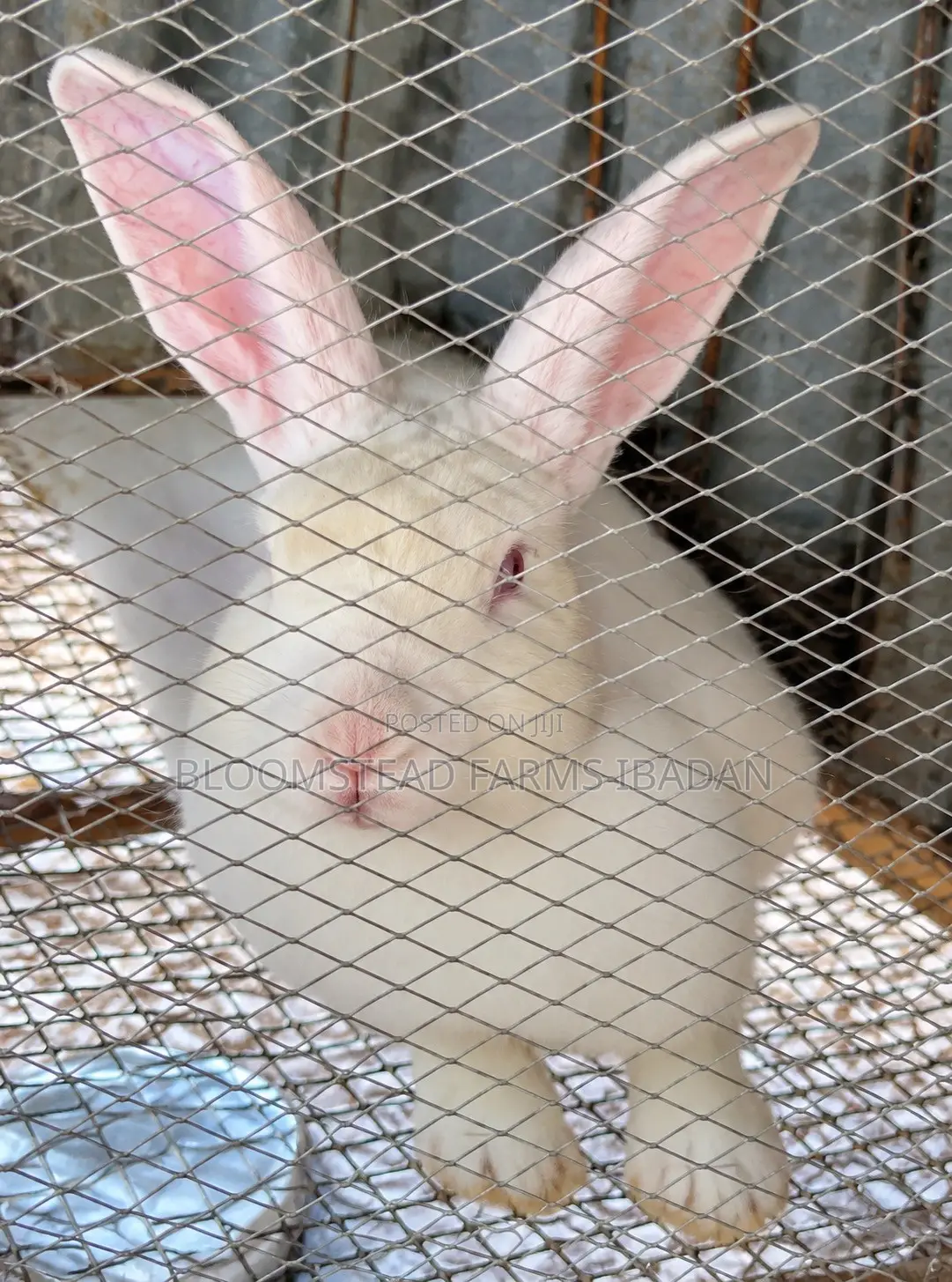 Live Rabbits for Sale in Ibadan