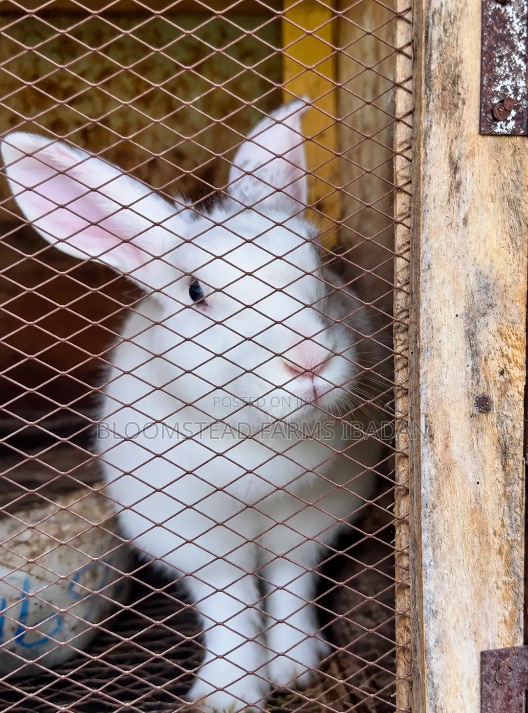 Live Rabbits for Sale in Ibadan