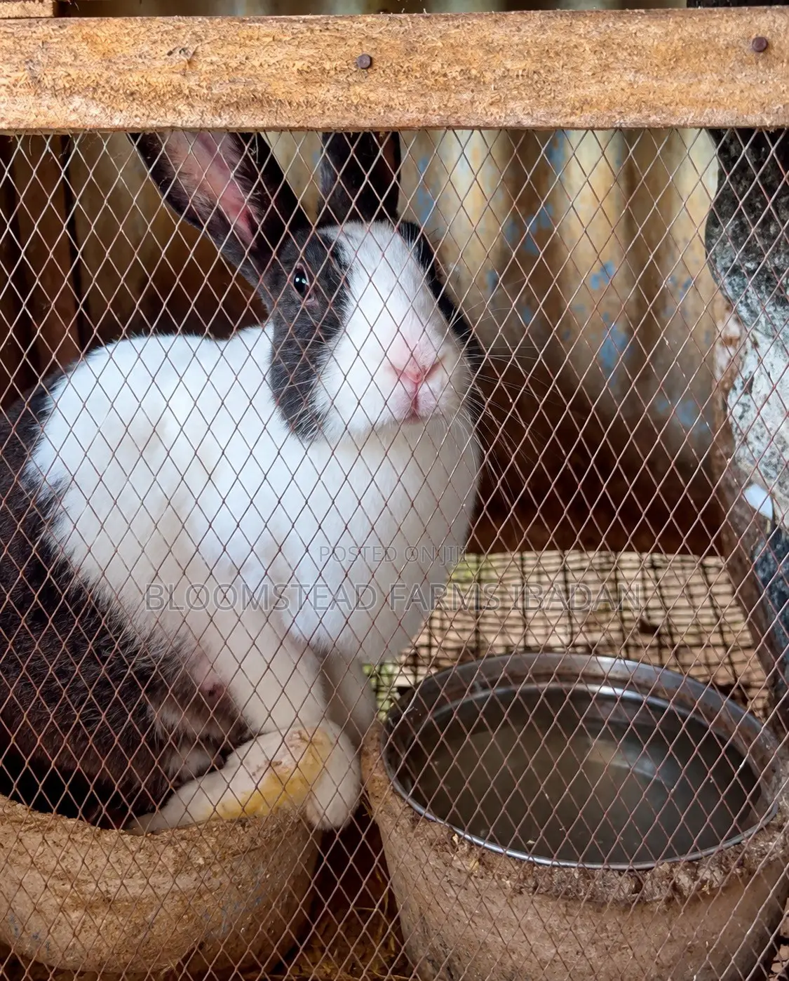 Live Rabbits for Sale in Ibadan