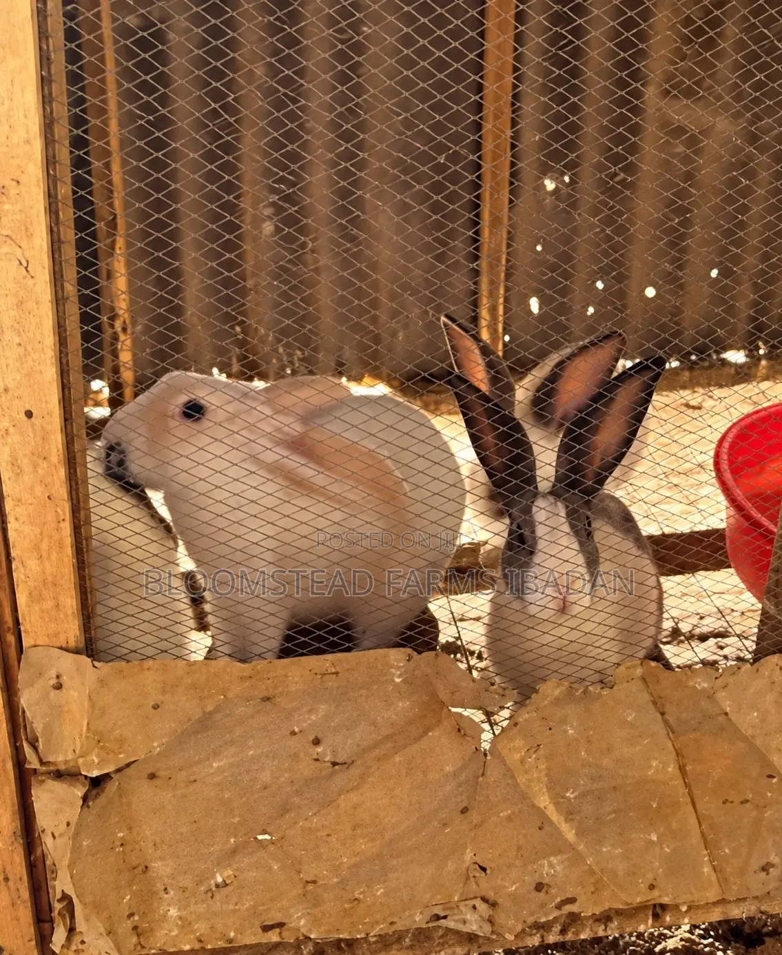 Live Rabbits for Sale in Ibadan