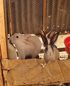 Live Rabbits for Sale in Ibadan
