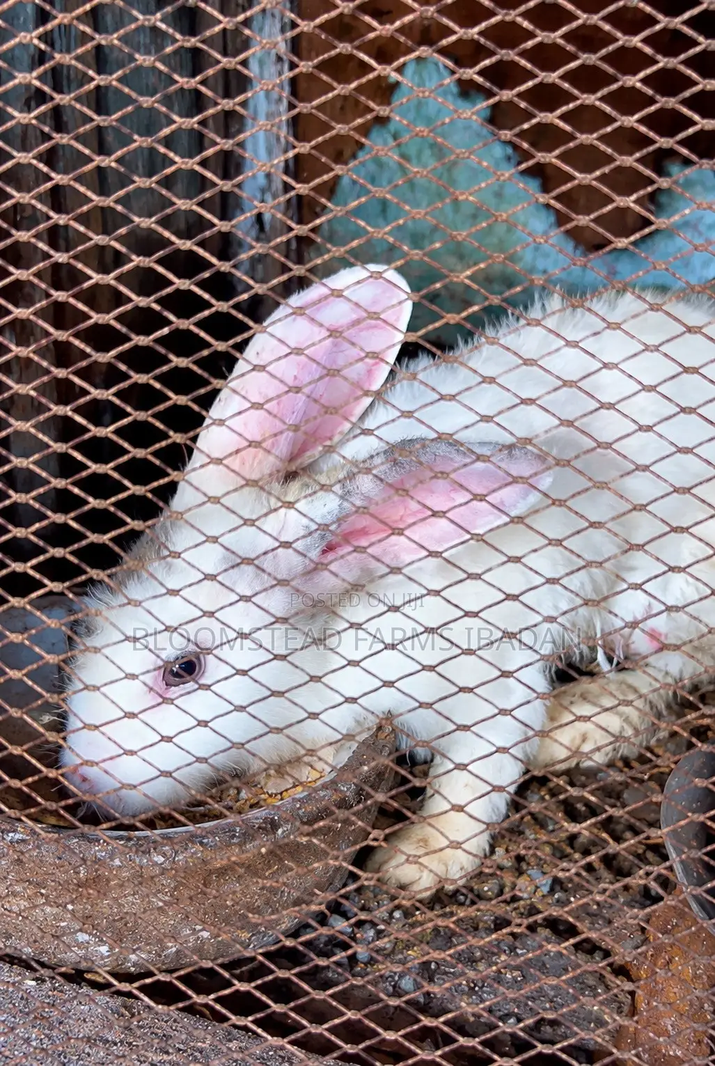 Live Rabbits for Sale in Ibadan