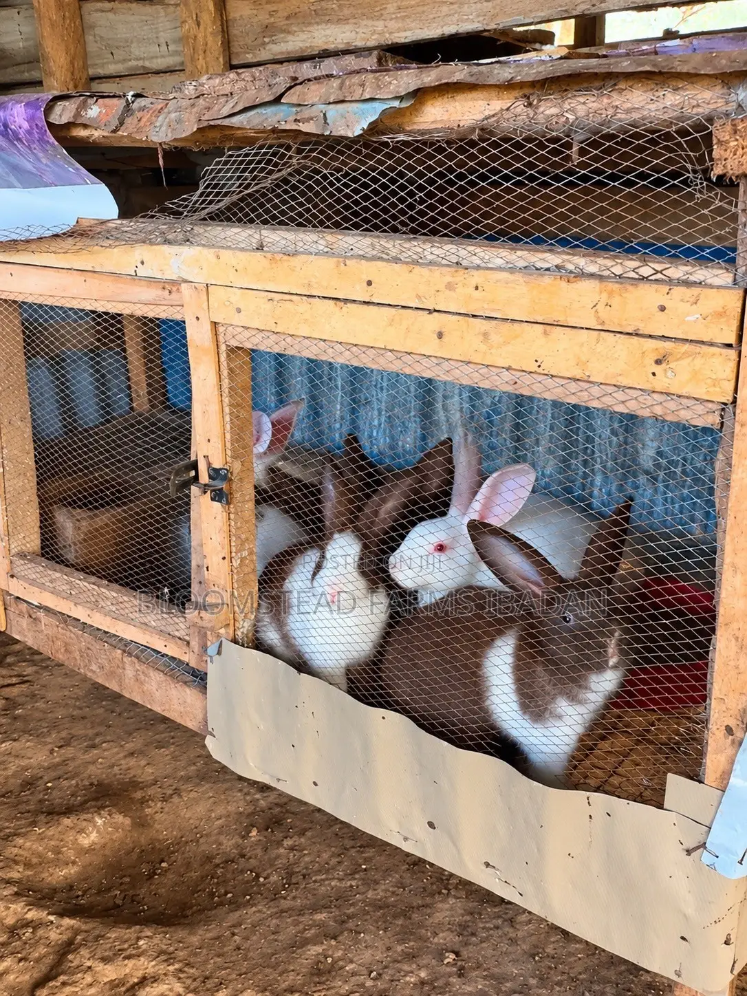 Live Rabbits for Sale in Ibadan