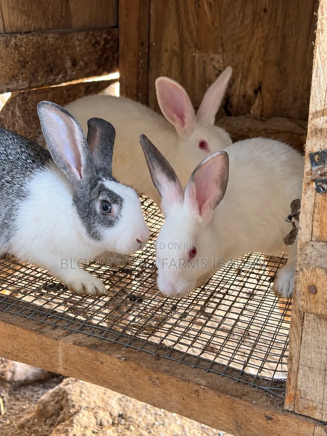 Live Rabbits for Sale in Ibadan