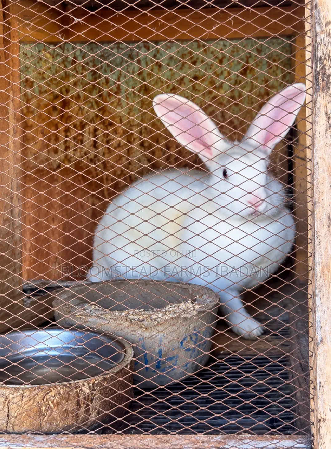 Live Rabbits for Sale in Ibadan