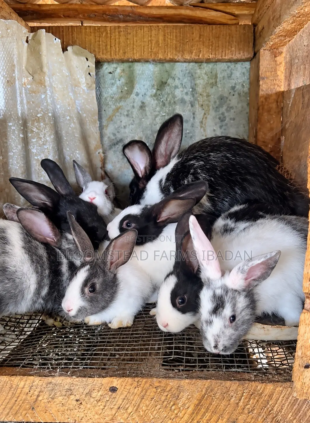 Live Rabbits for Sale in Ibadan