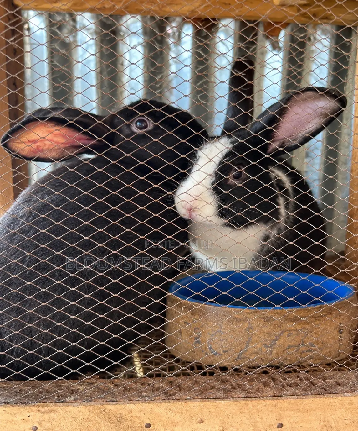 Live Rabbits for Sale in Ibadan