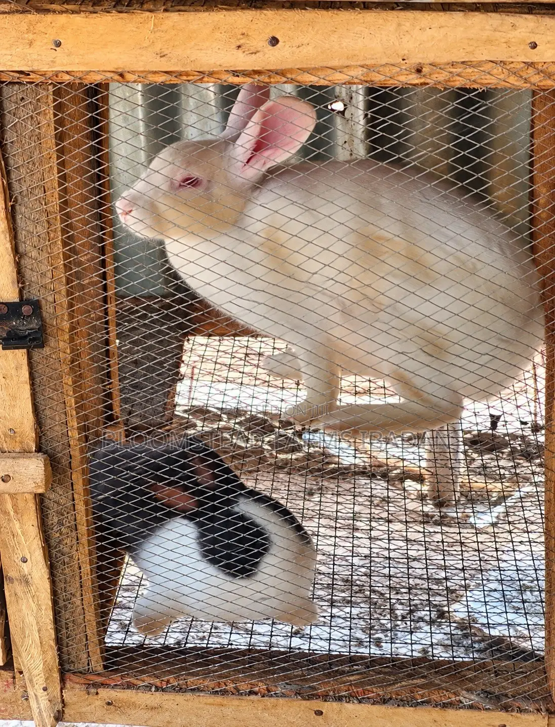 Live Rabbits for Sale in Ibadan