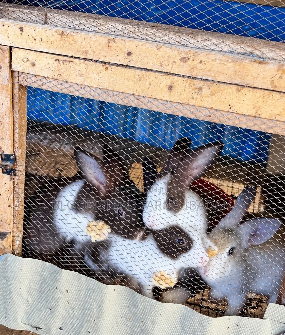 Live Rabbits for Sale in Ibadan