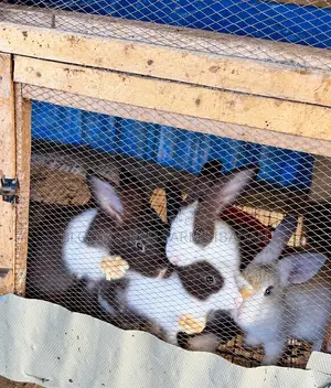 Live Rabbits for Sale in Ibadan