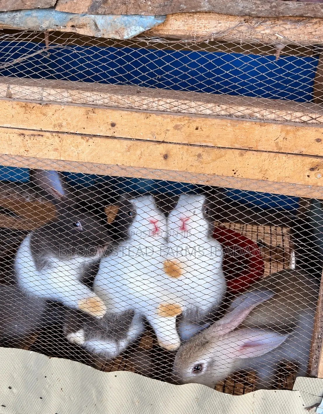 Live Rabbits for Sale in Ibadan