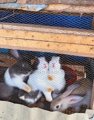 Live Rabbits for Sale in Ibadan