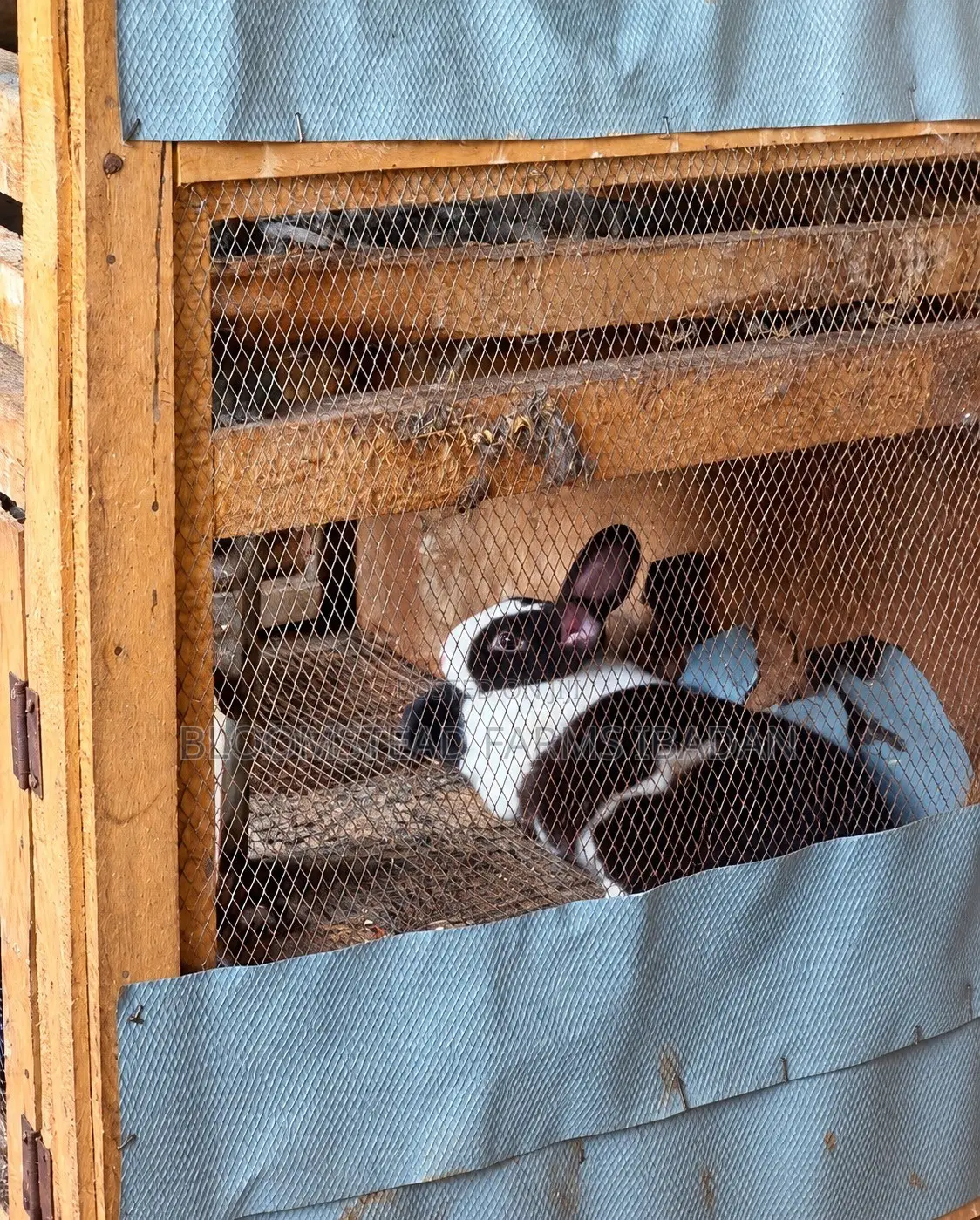 Live Rabbits for Sale in Ibadan