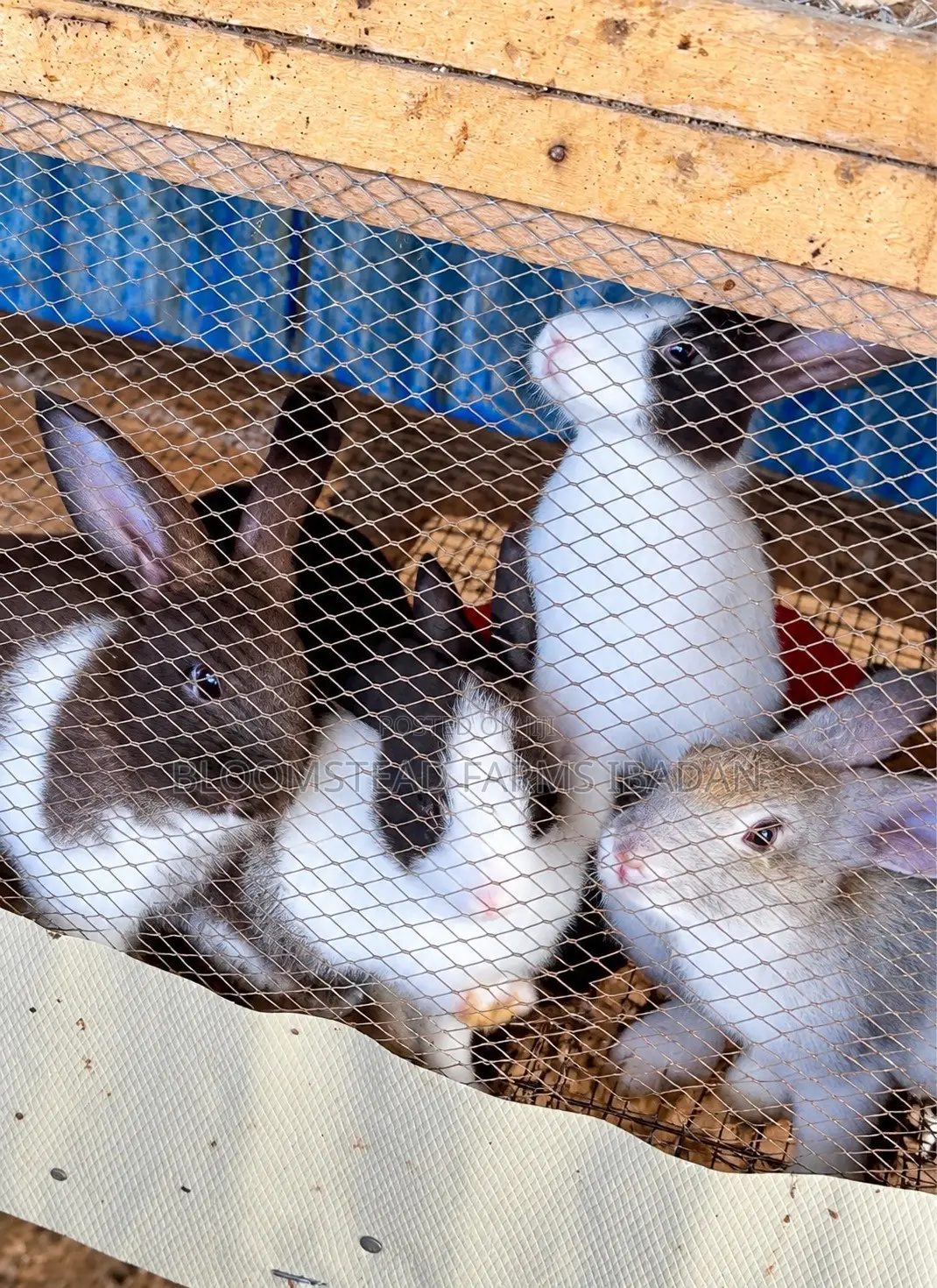 Live Rabbits for Sale in Ibadan