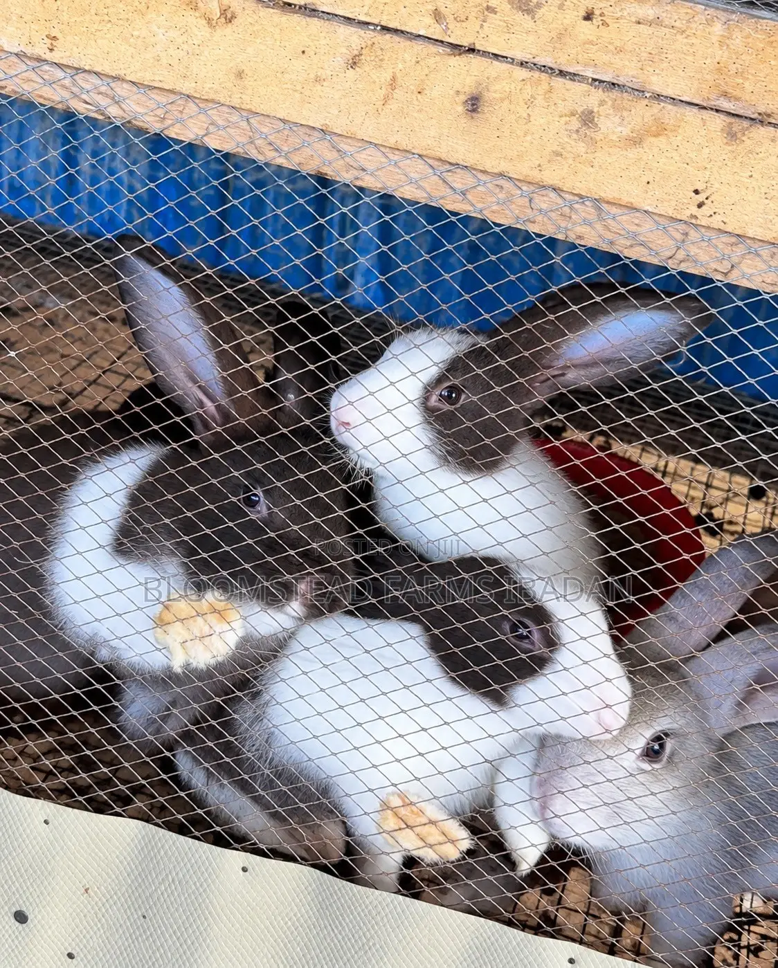 Live Rabbits for Sale in Ibadan