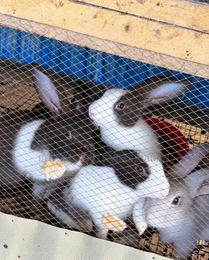 Live Rabbits for Sale in Ibadan