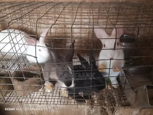 Healthy and Affordable Rabbits for Sale in Oyo