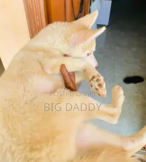 3-6 months Male Purebred Siberian Husky