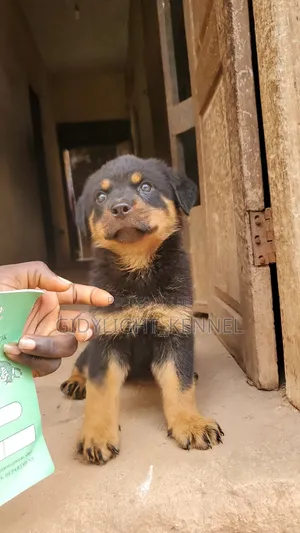 1-3 months Female Purebred Rottweiler
