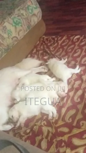 1-3 months Female Purebred Lhasa Apso
