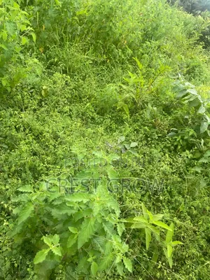 100 Acres of Quality Farm Land at Iseyin Oyo State