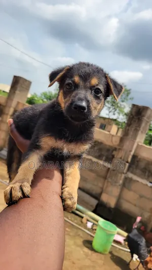 1-3 months Female Purebred German Shepherd