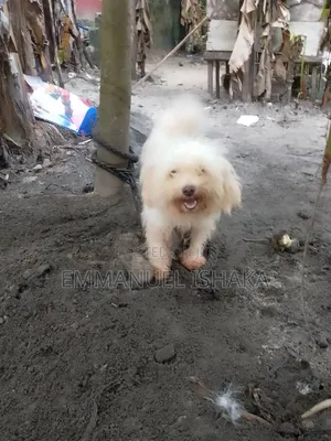 6-12 months Female Purebred American Eskimo