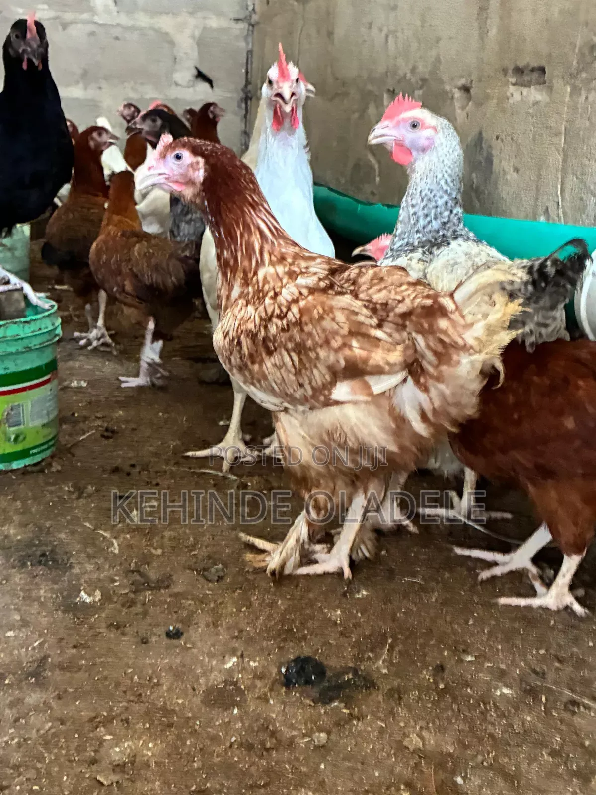Spirok Farms