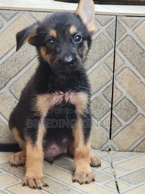 1-3 months Male Purebred German Shepherd