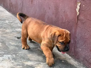 1-3 months Female Purebred Boerboel