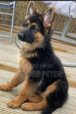 1-3 months Male Purebred German Shepherd